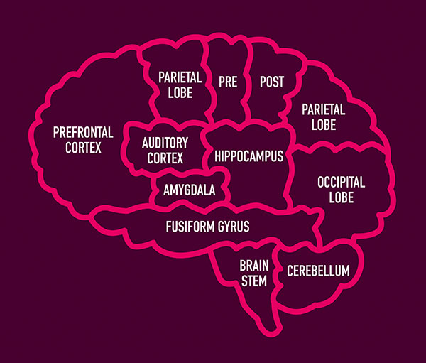 image of brain