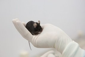 mice1